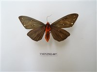 藏品(烏麗燈蛾)的圖片